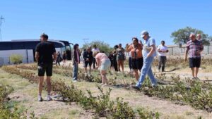 Turistler ‘aronya’ hasadı yaptı